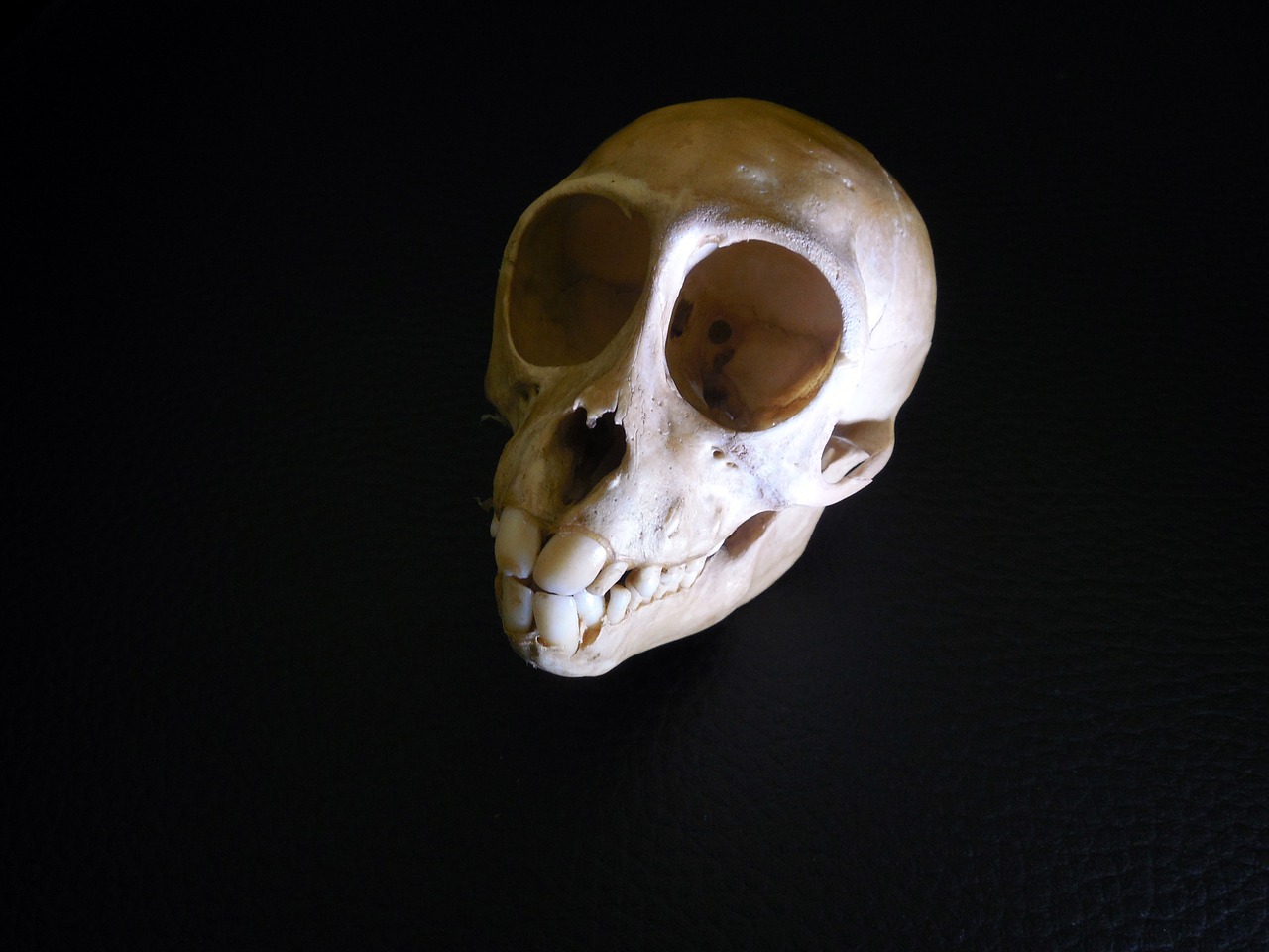 skull bone skeleton free photo