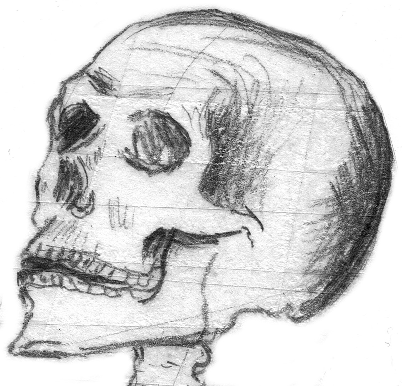 skull halloween skull bone free photo