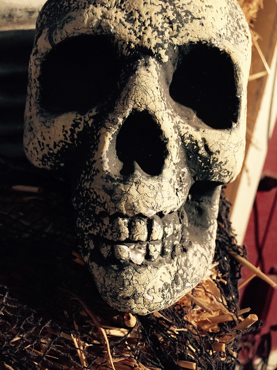 skull halloween halloween background free photo