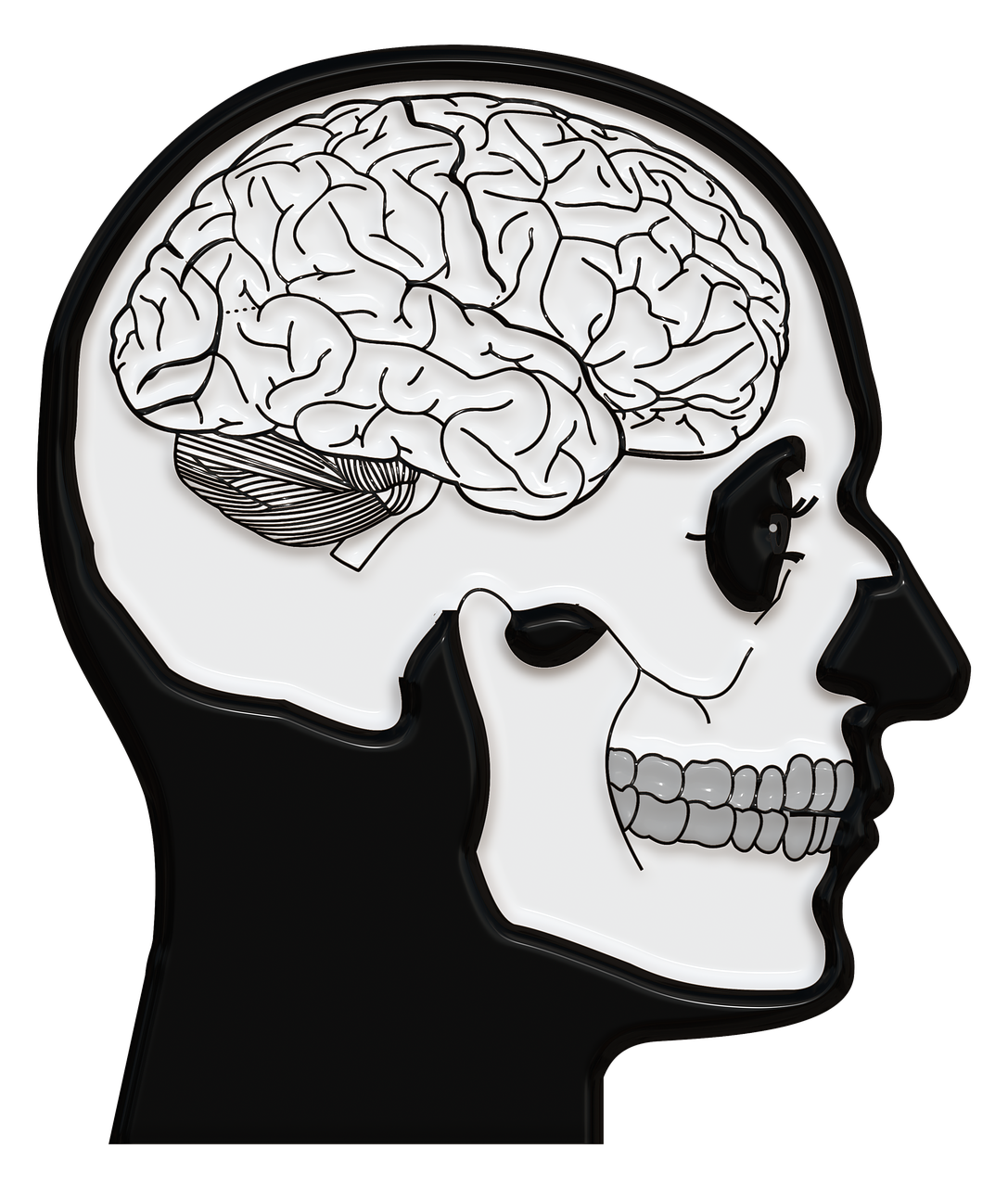 skull and crossbones skull brain free photo