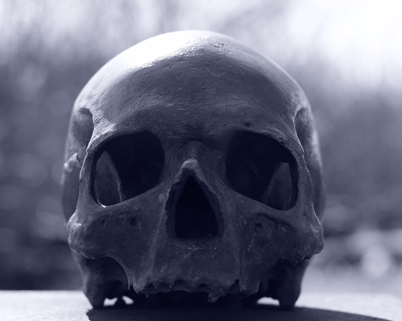 skull and crossbones skull human free photo