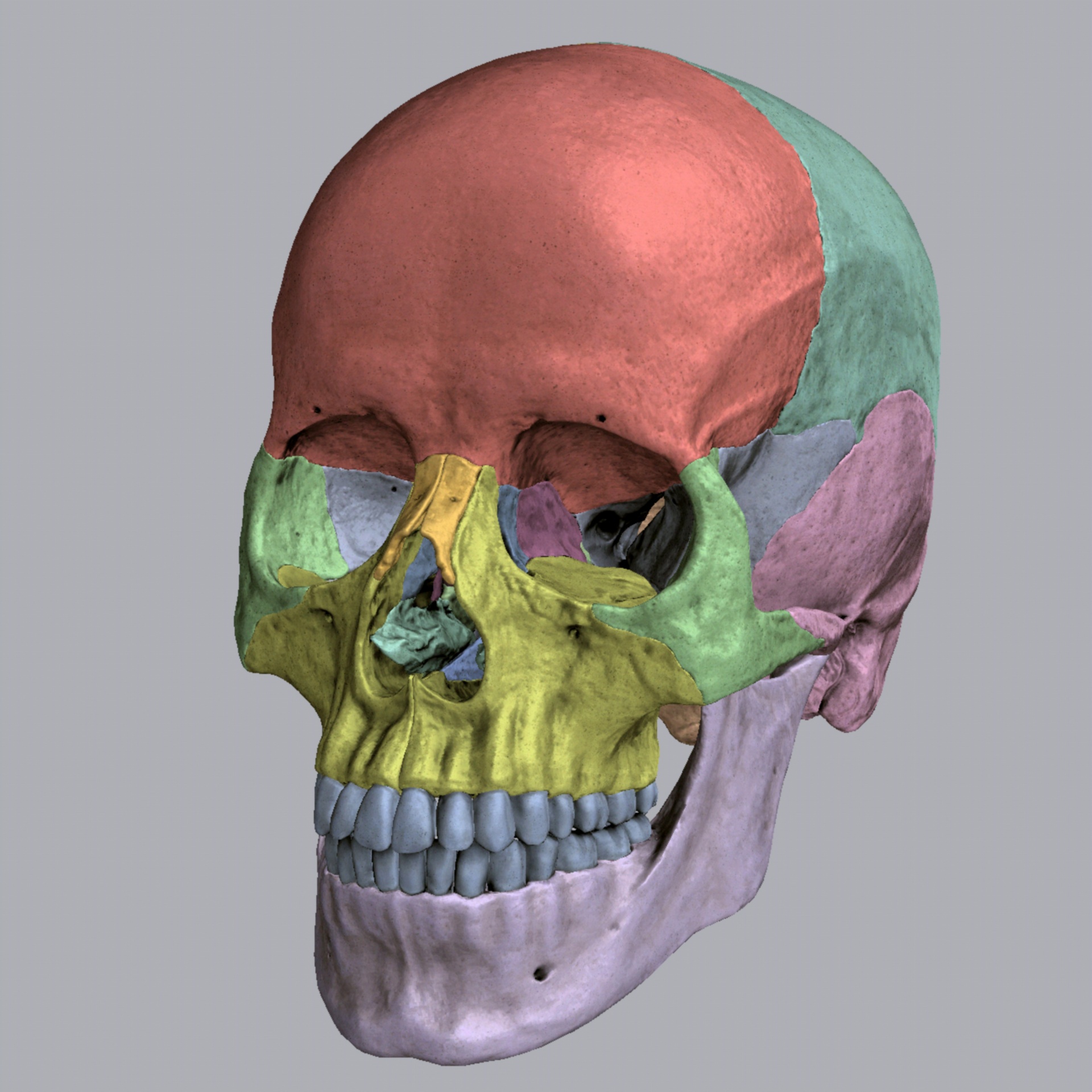 skull color 3d free photo