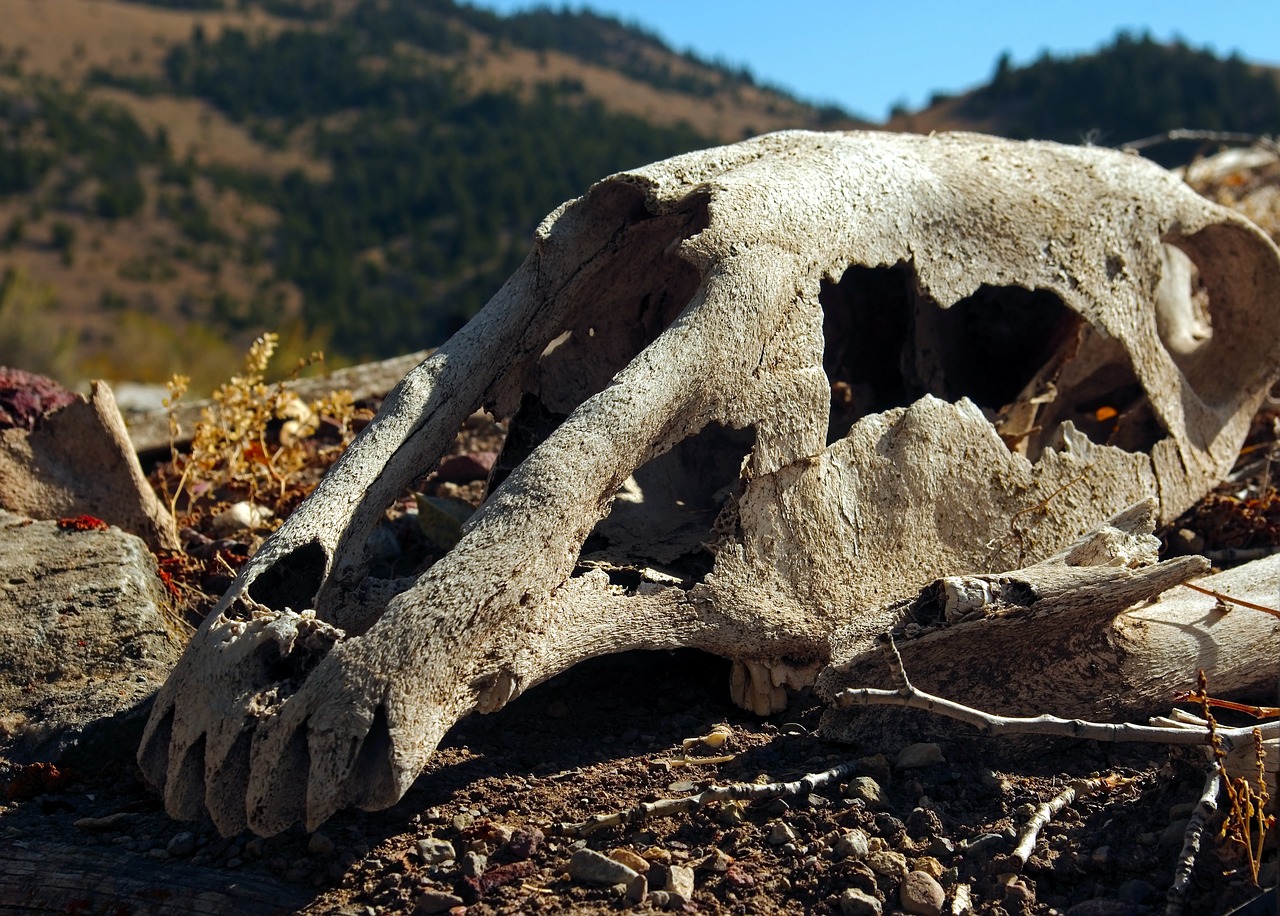 skull of horse on sod roof  skull  bone free photo
