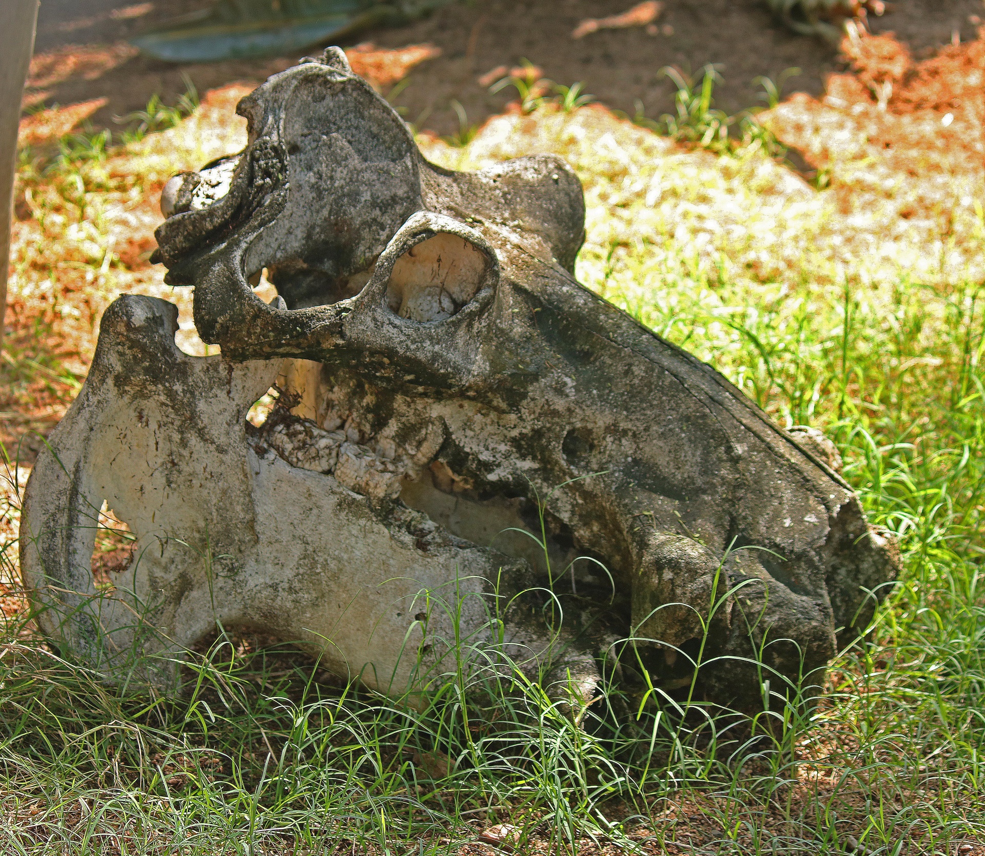 skull bone skeletal free photo