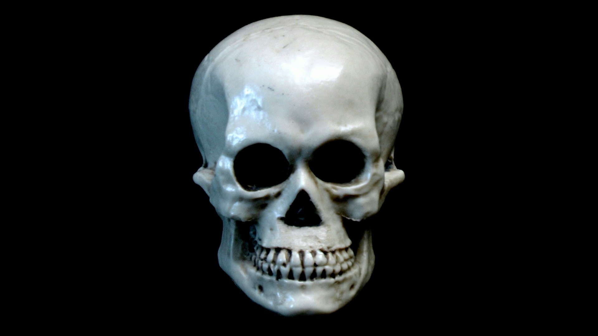 skull bone bones free photo