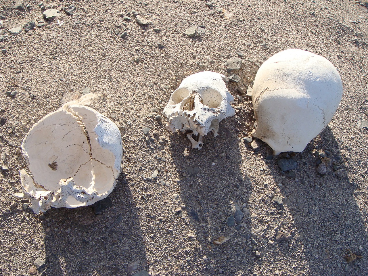 skulls skeletons death free photo