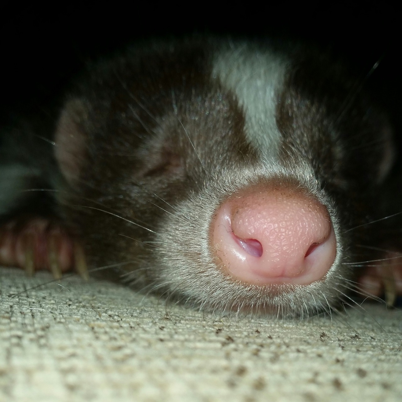 skunk sleepy exotic free photo