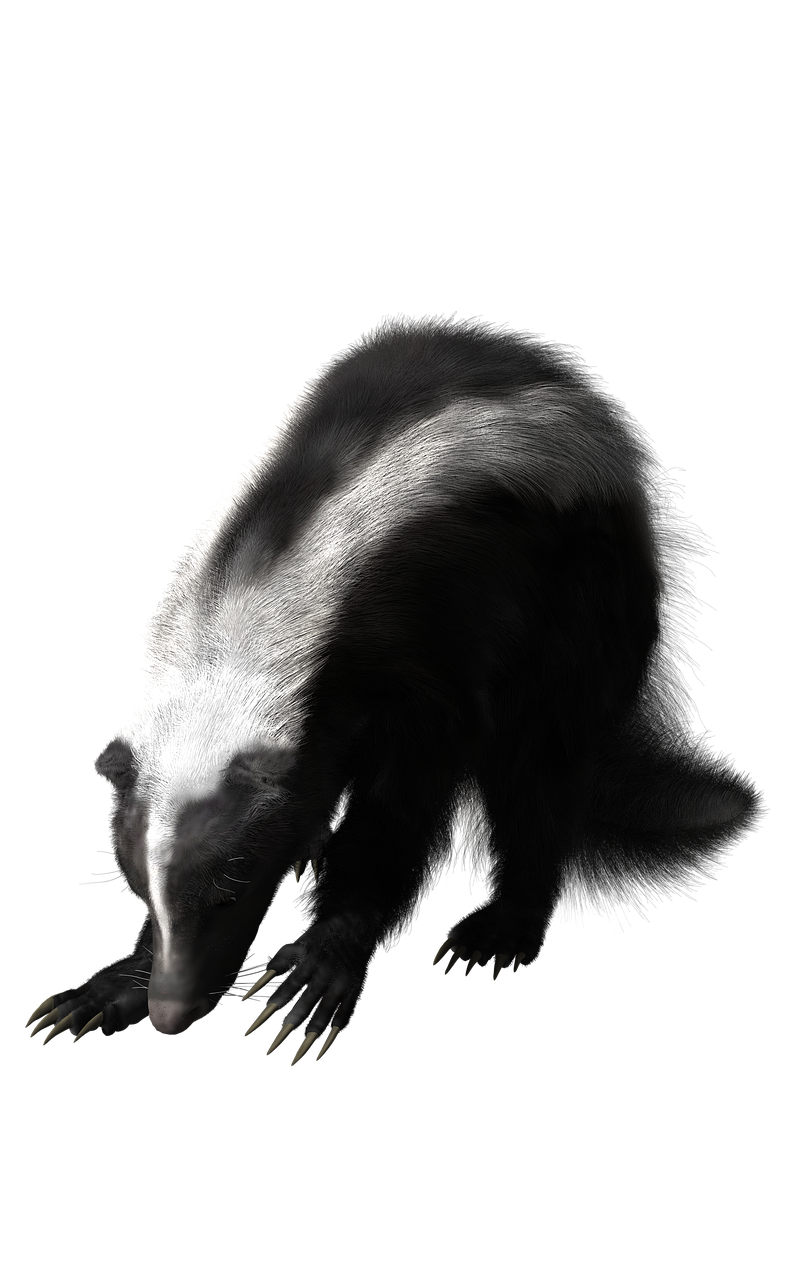skunk  rodent  wildlife free photo