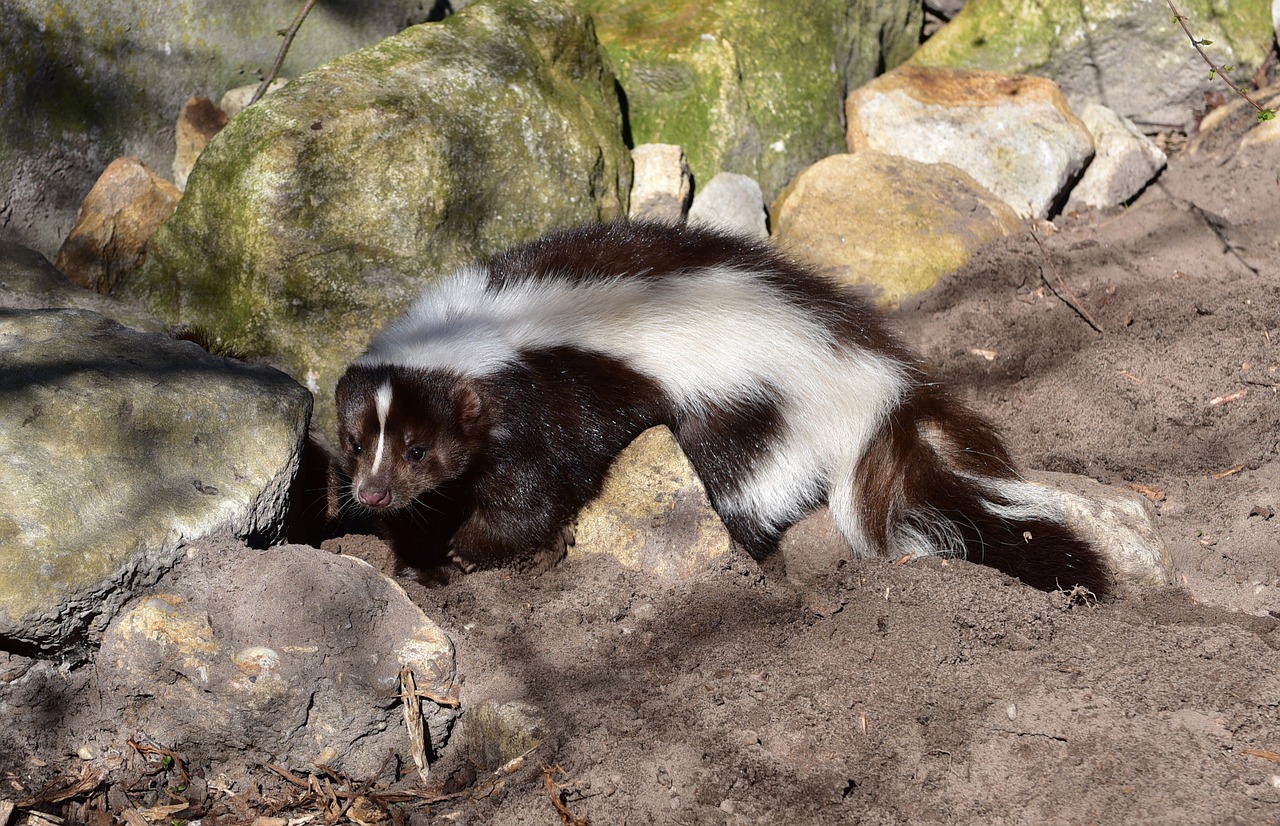 skunk mammal black and white free photo