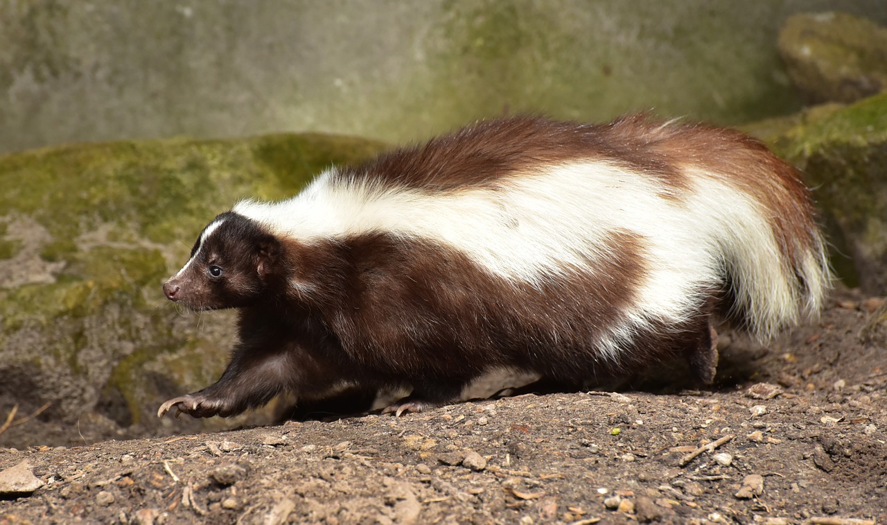 skunk mammal brown white free photo