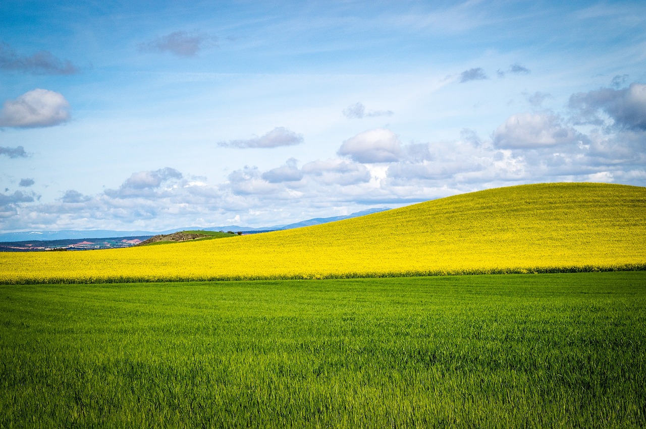 sky field blue sky free photo