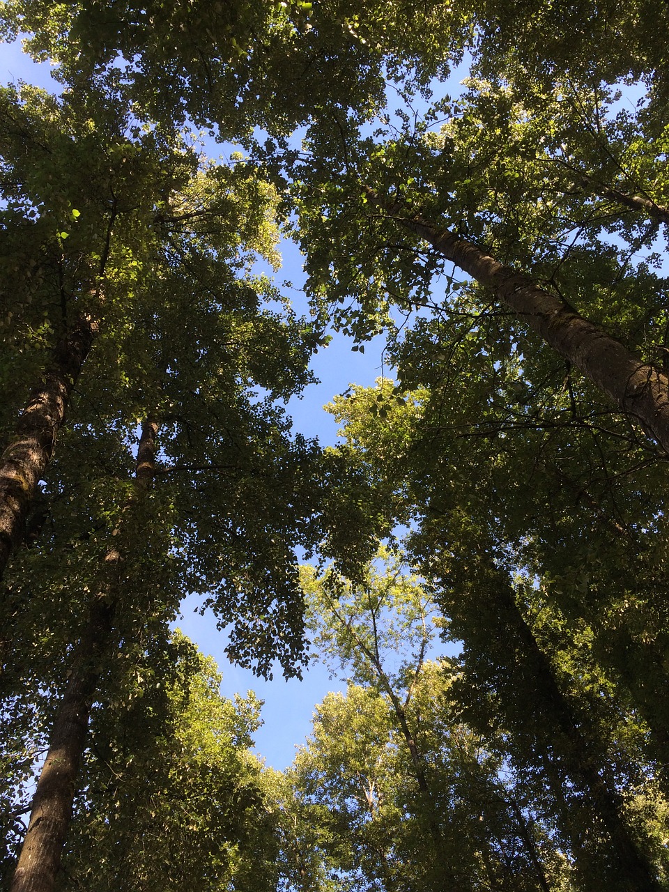 sky trees green free photo