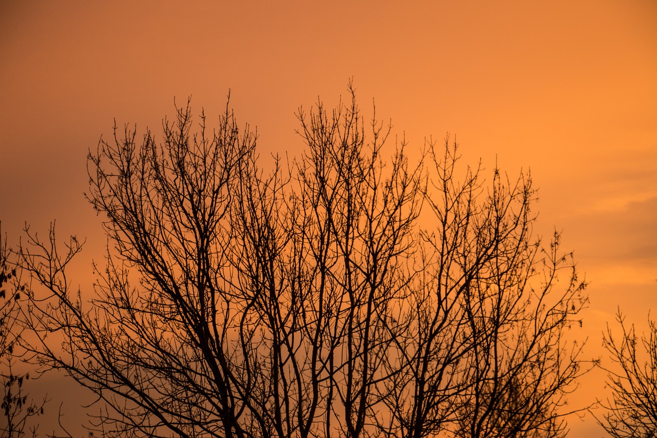 sky tree autumn free photo