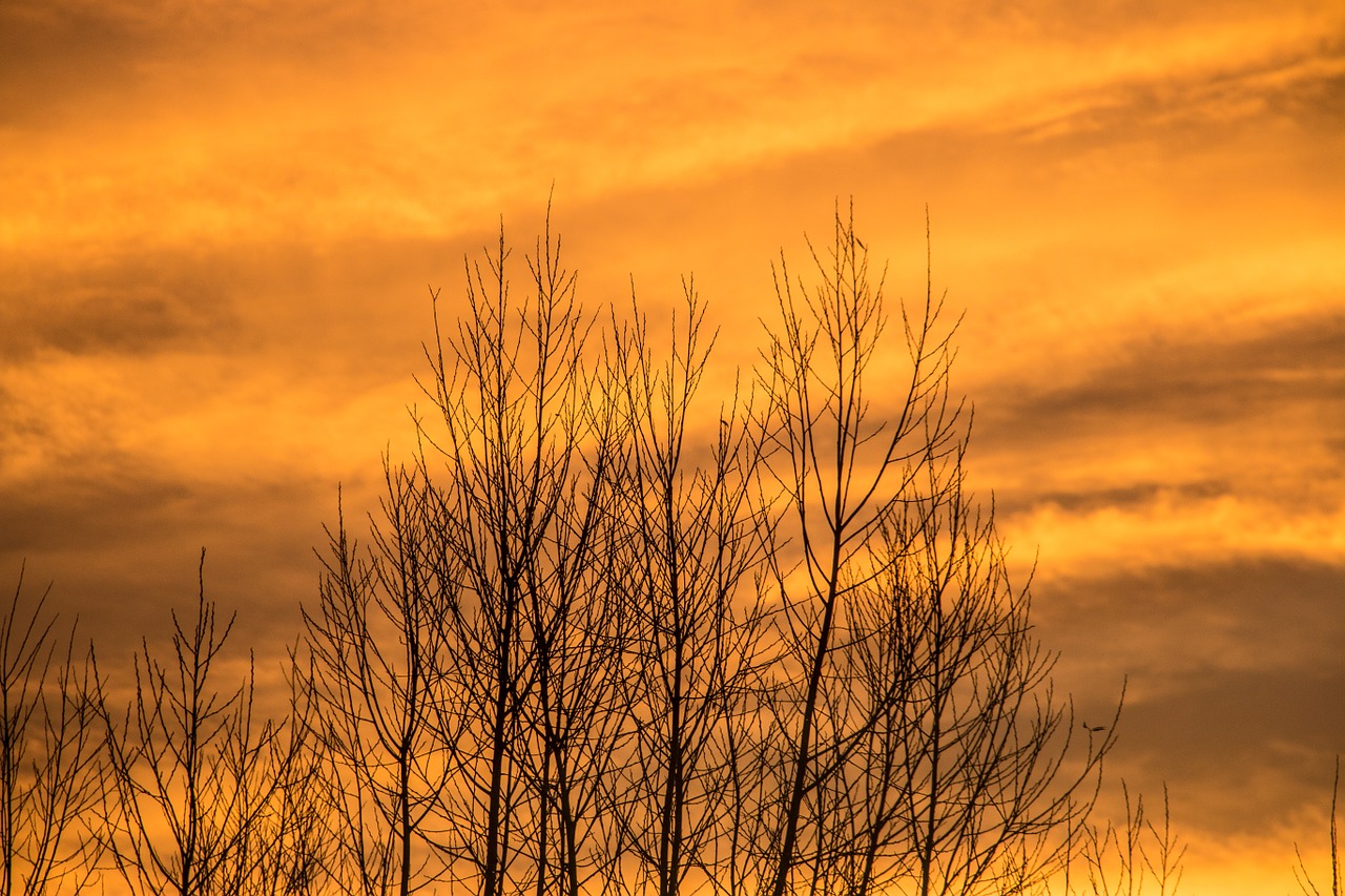 sky tree autumn free photo