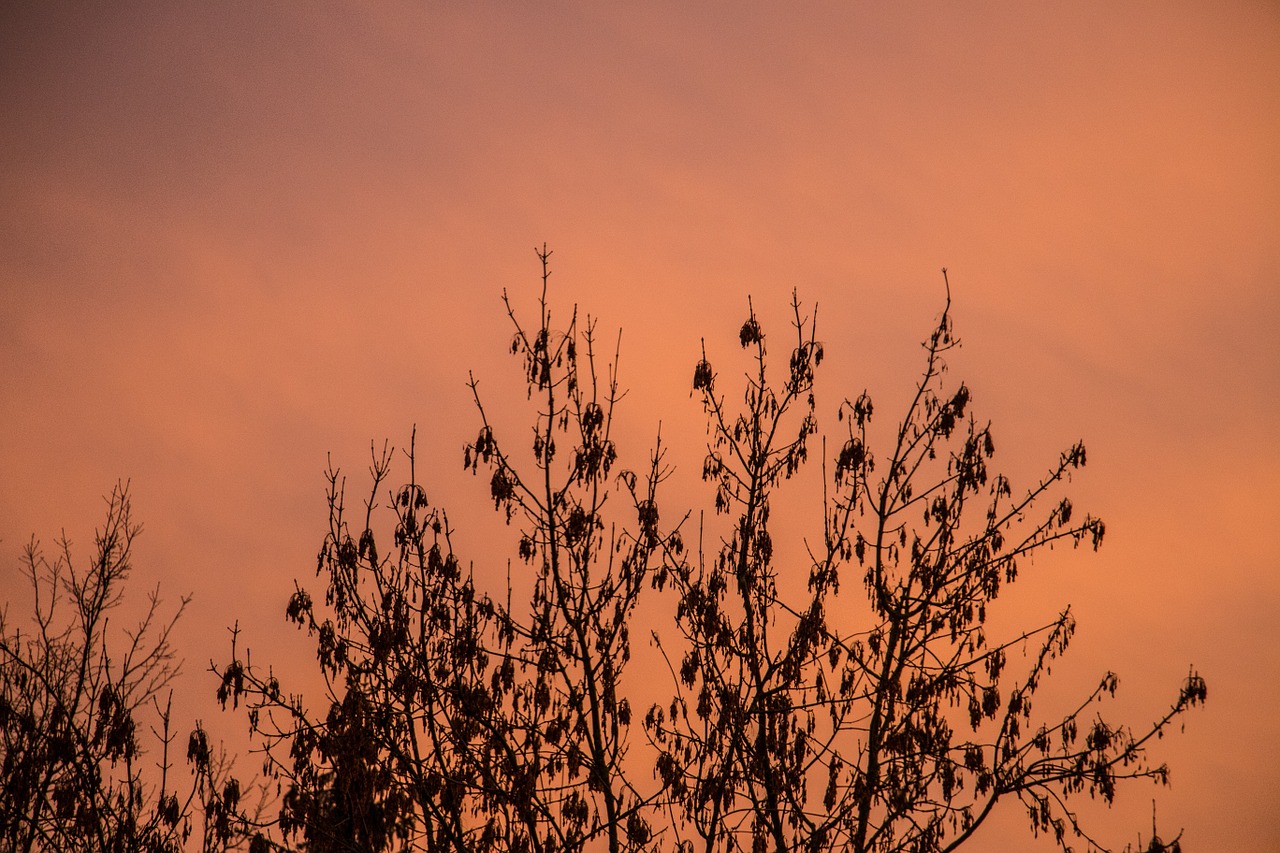 sky tree autumn free photo