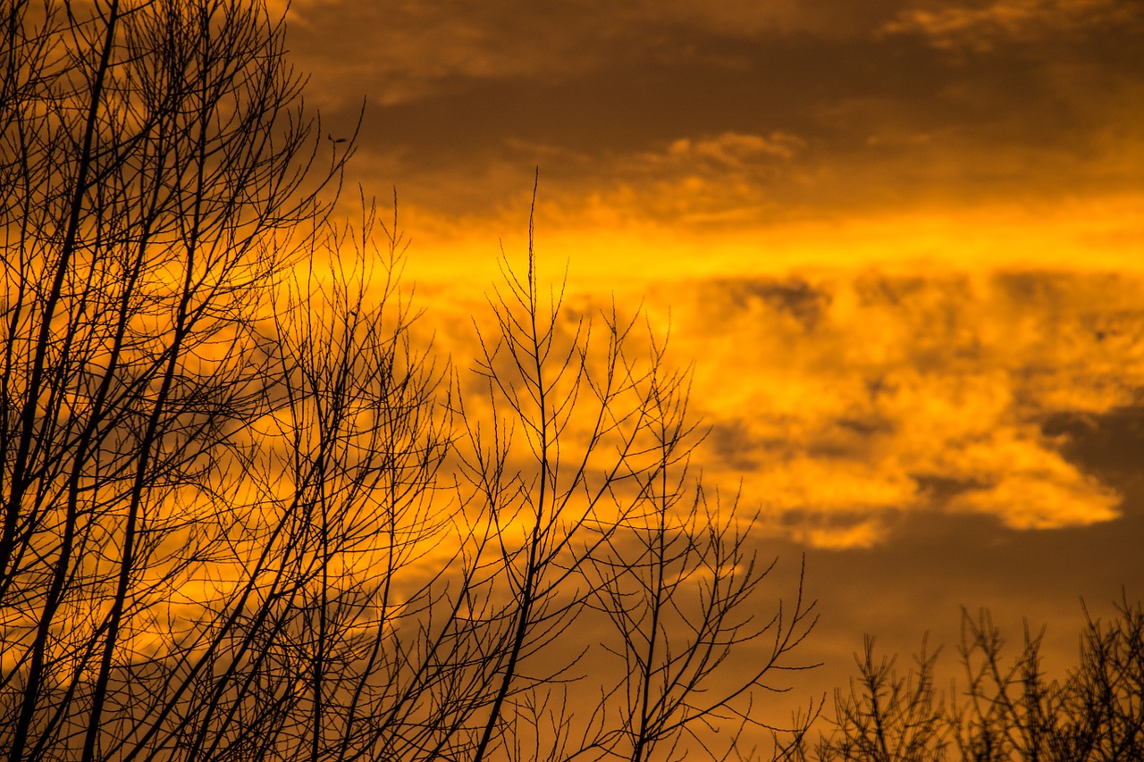 sky tree autumn free photo