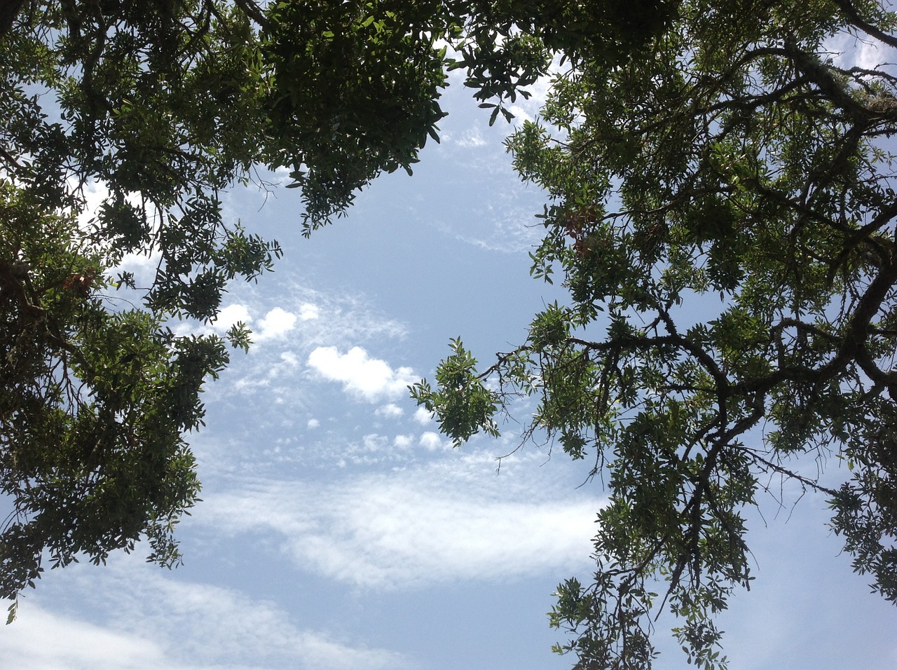 tree branches sky free photo