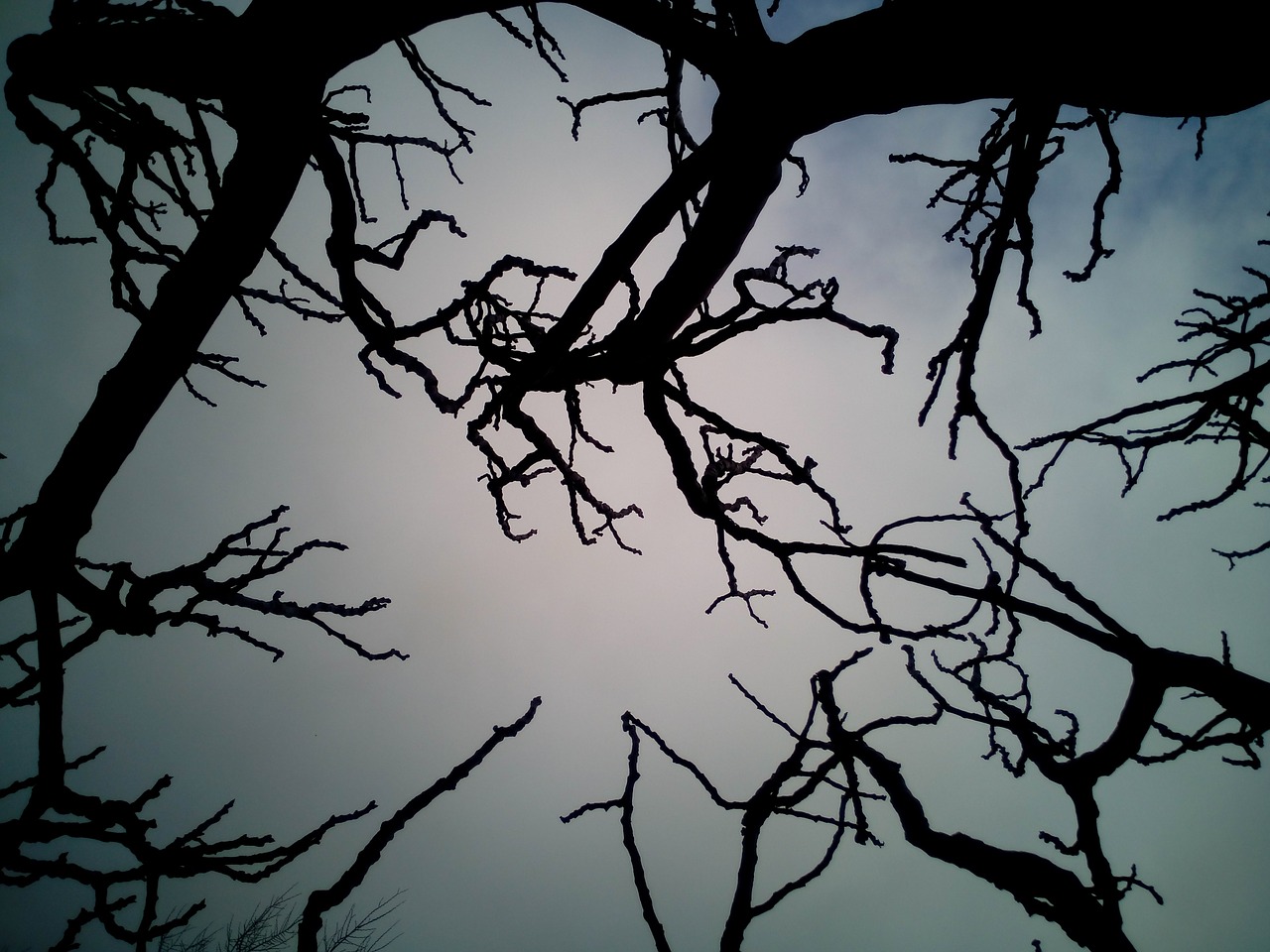 sky branches dry free photo