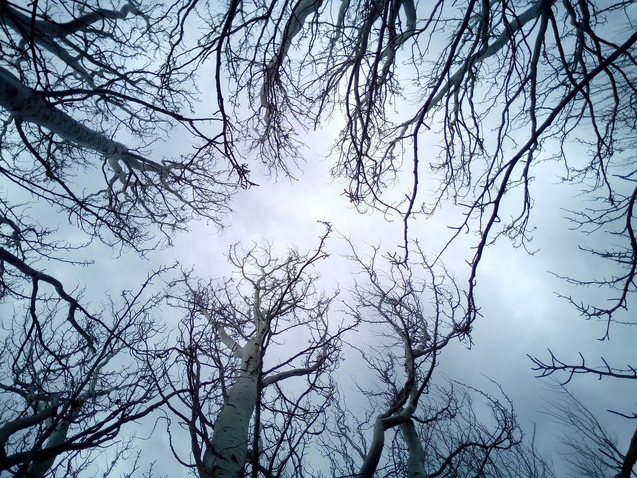 trees sky branches free photo
