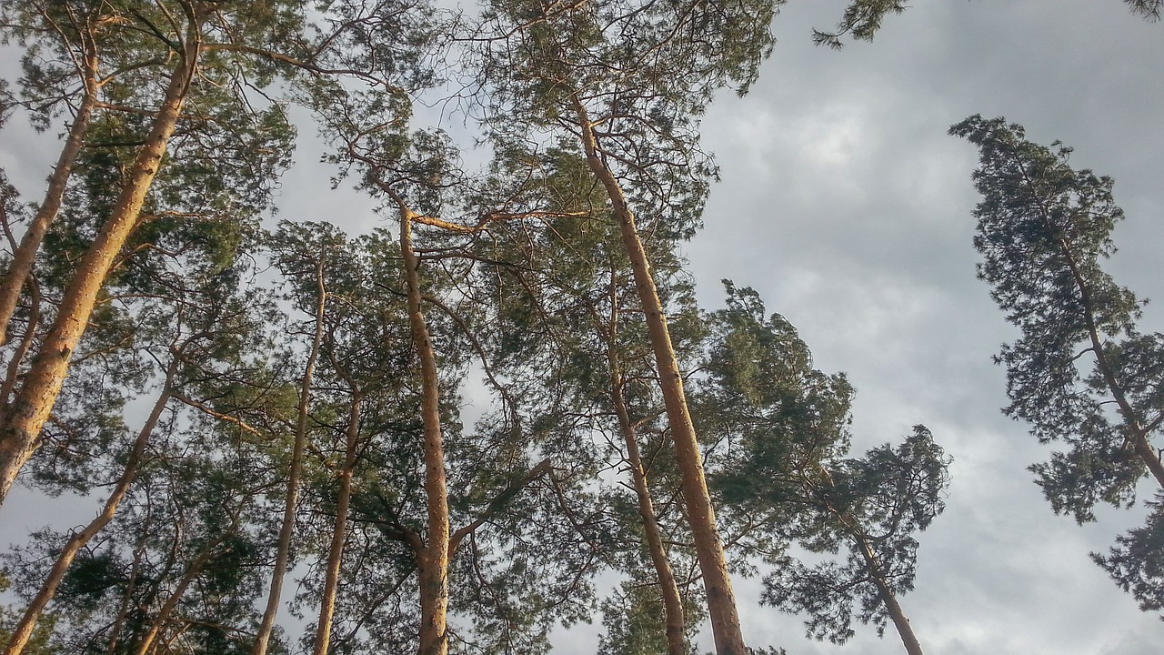 sky tree canopy free photo