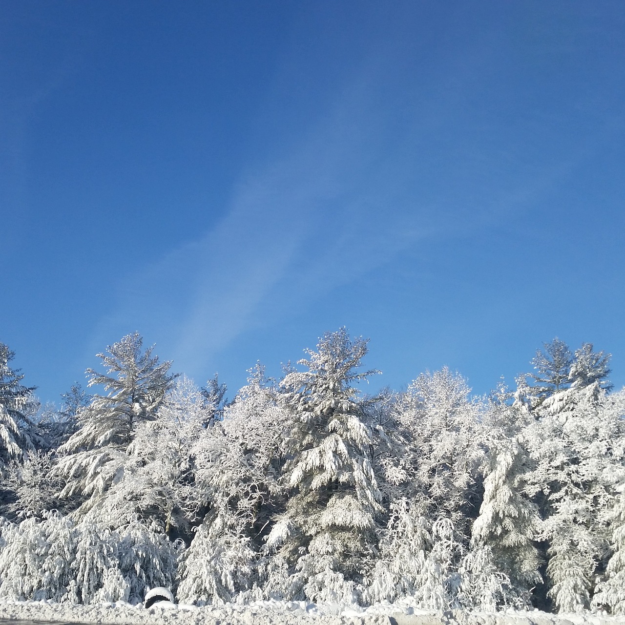 sky winter trees free photo