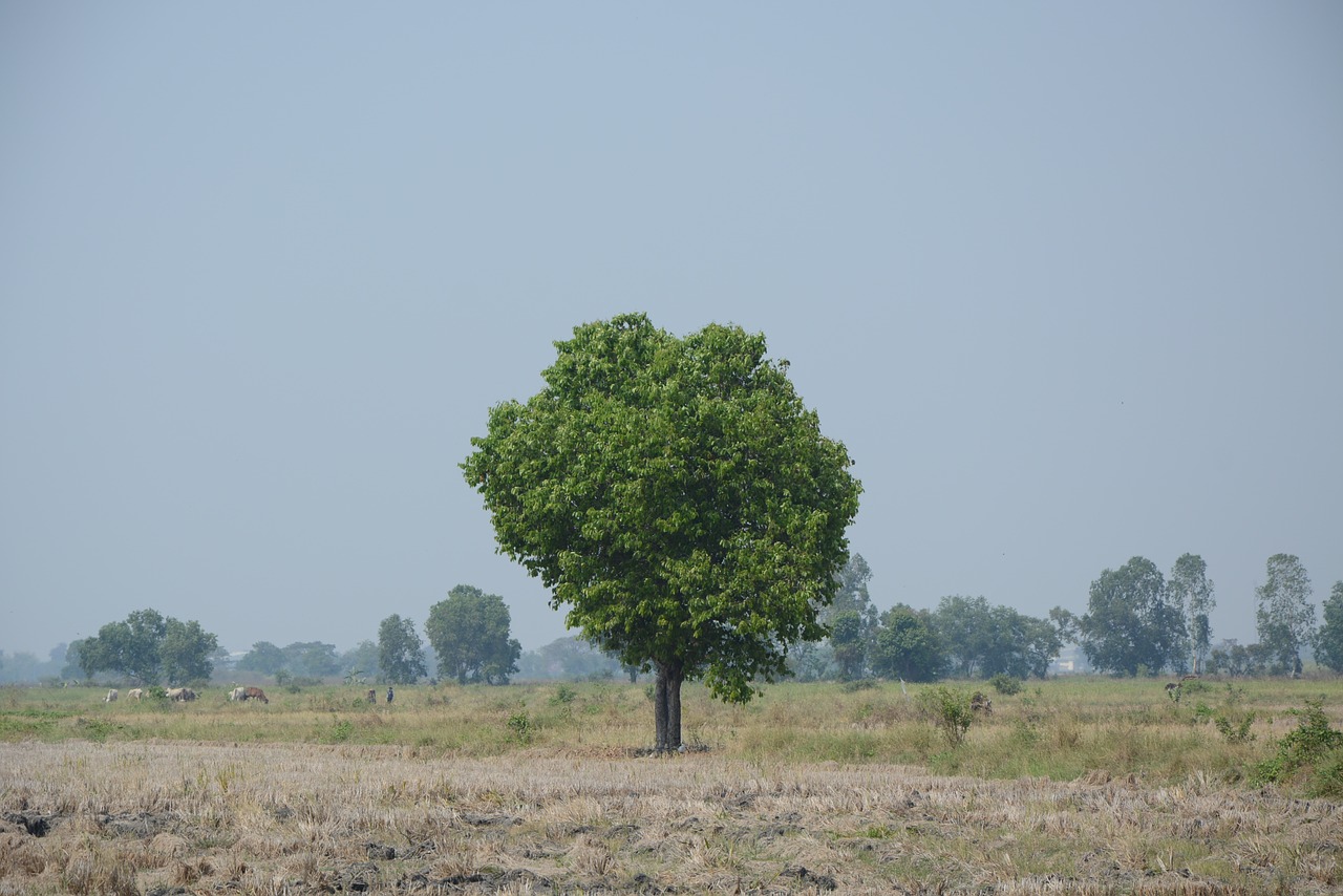 am lonely tree geography free photo