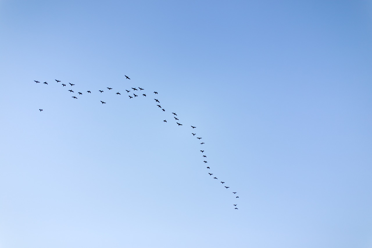 sky migratory birds new free photo