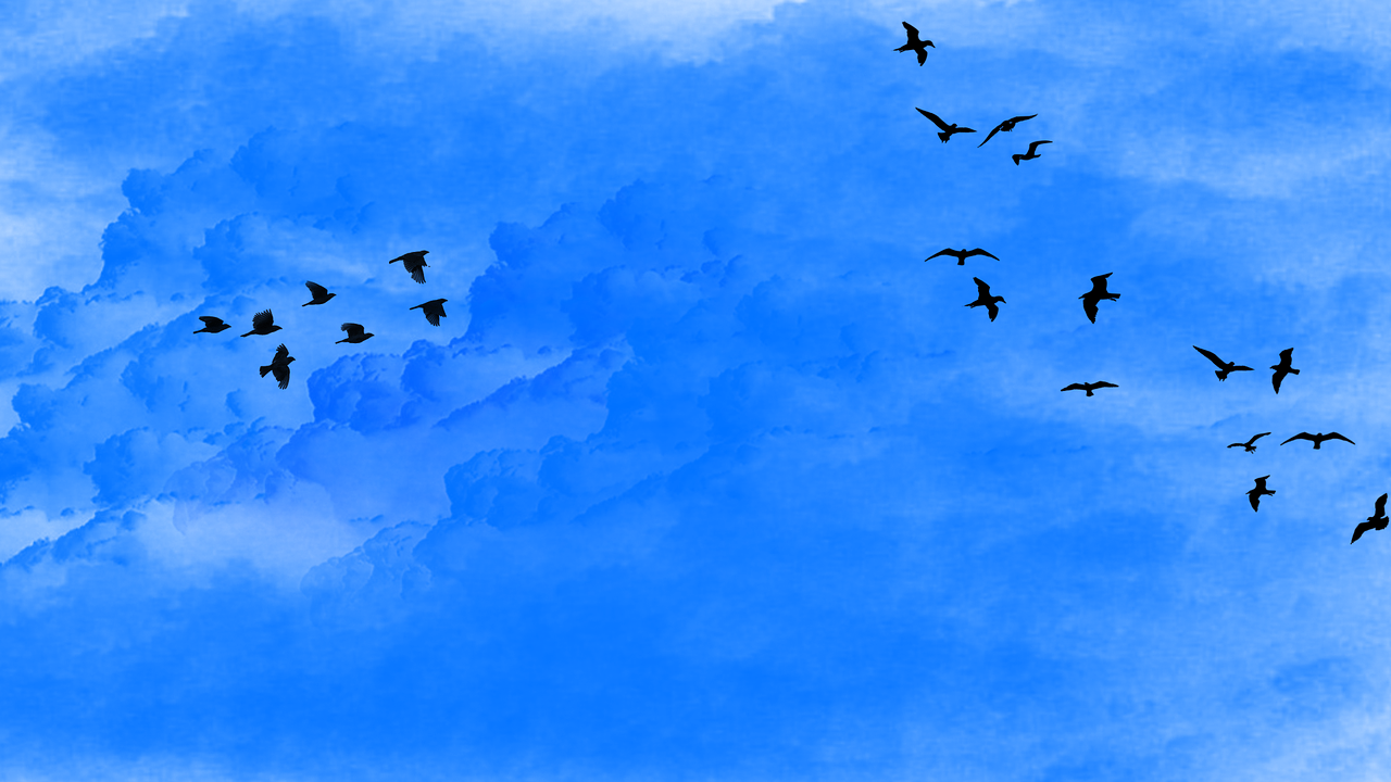 sky bird flock of birds free photo