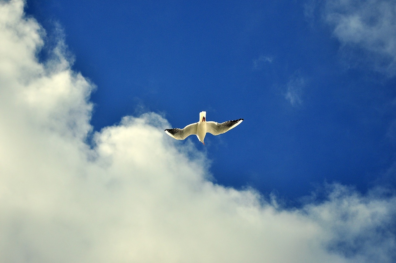 sky bird france free photo