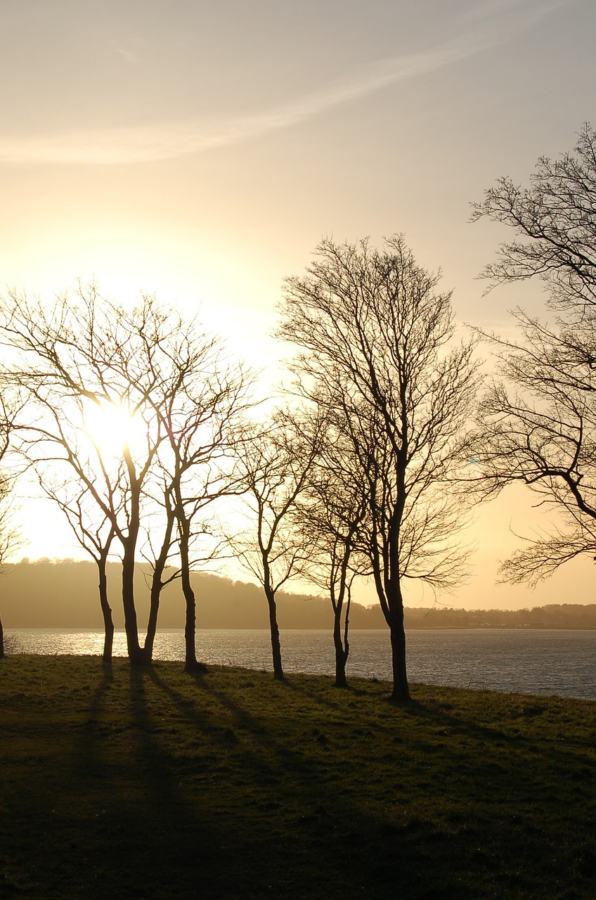 sky sunset trees free photo