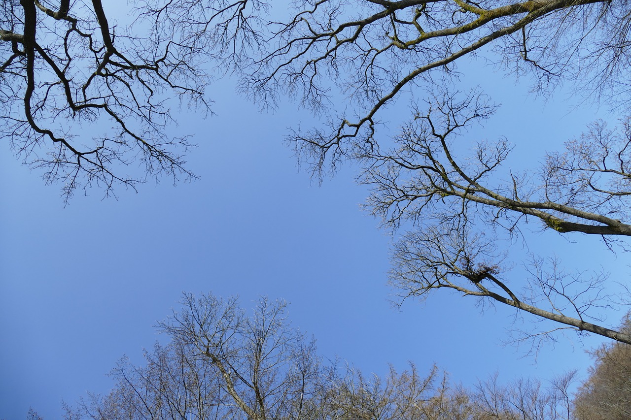 sky idyllic forest free photo