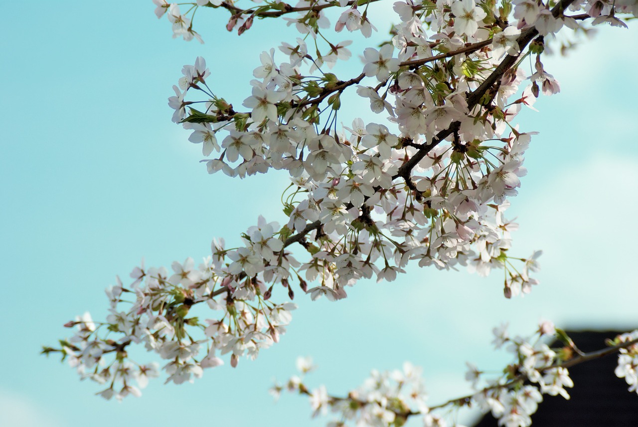 sky branch branches free photo