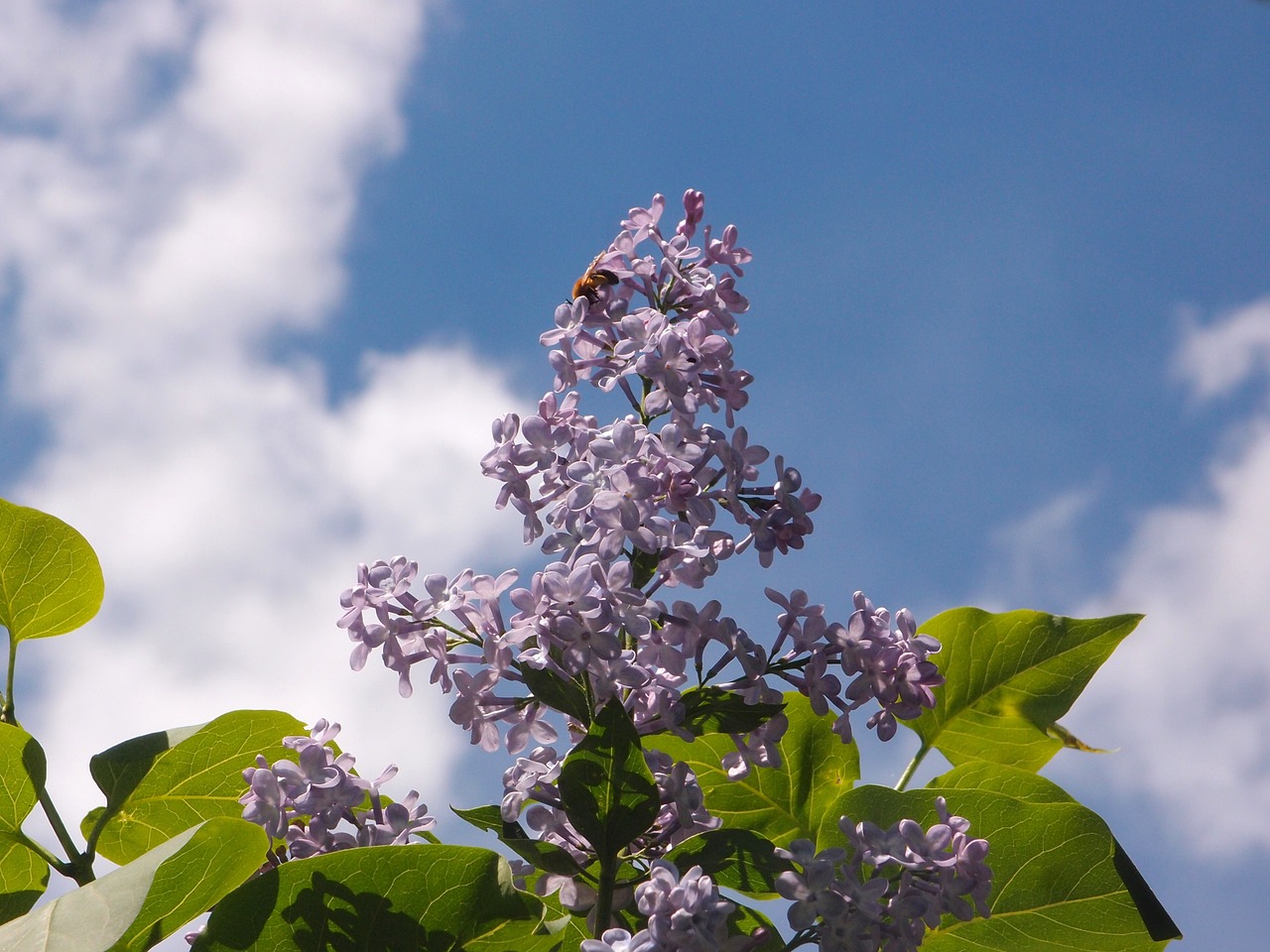sky lilac lilac flowers free photo