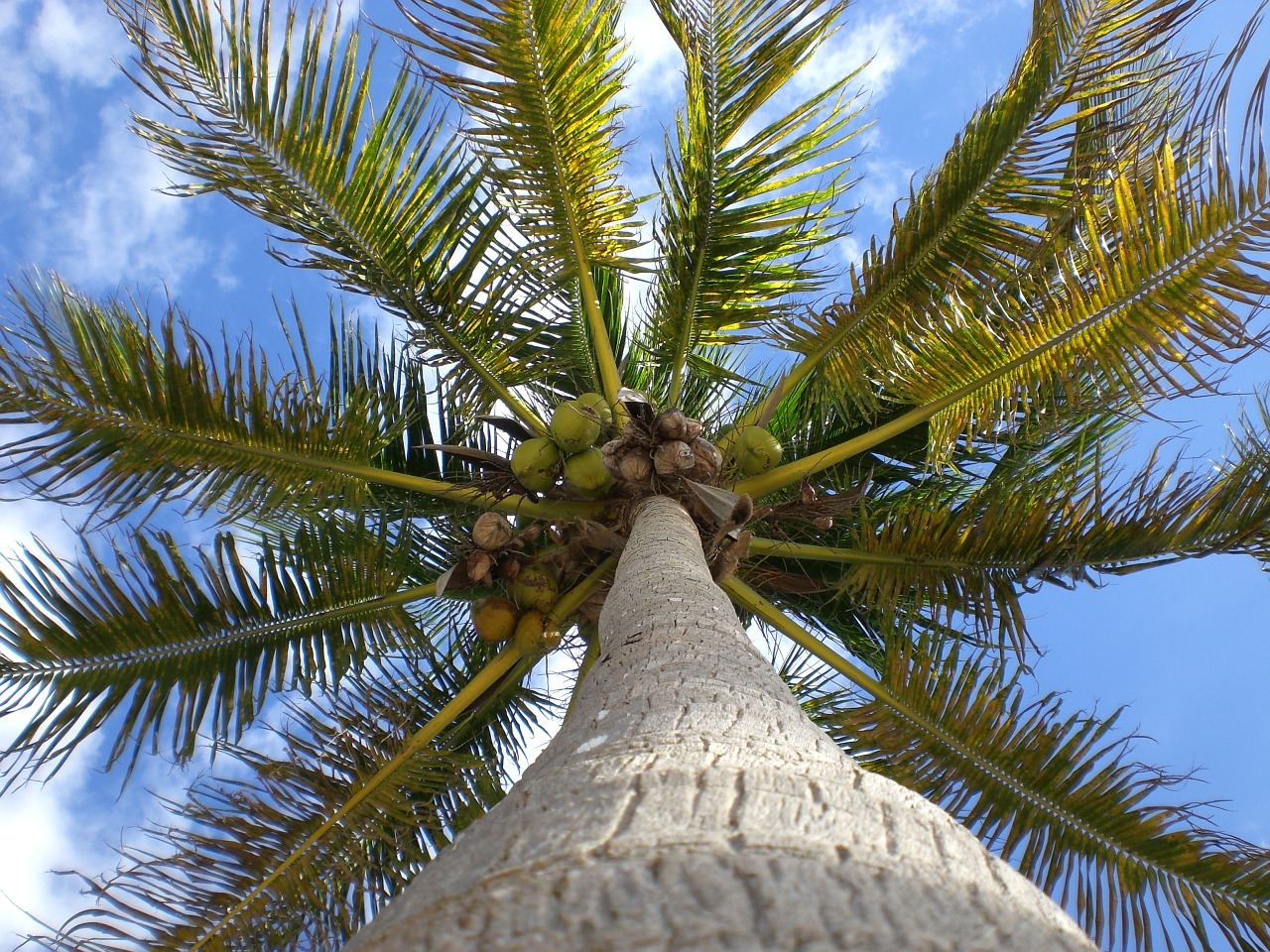 palma cocos sky free photo