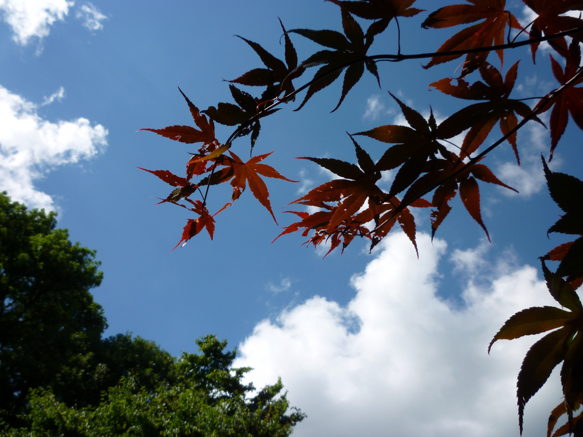 sky clouds leaves free photo