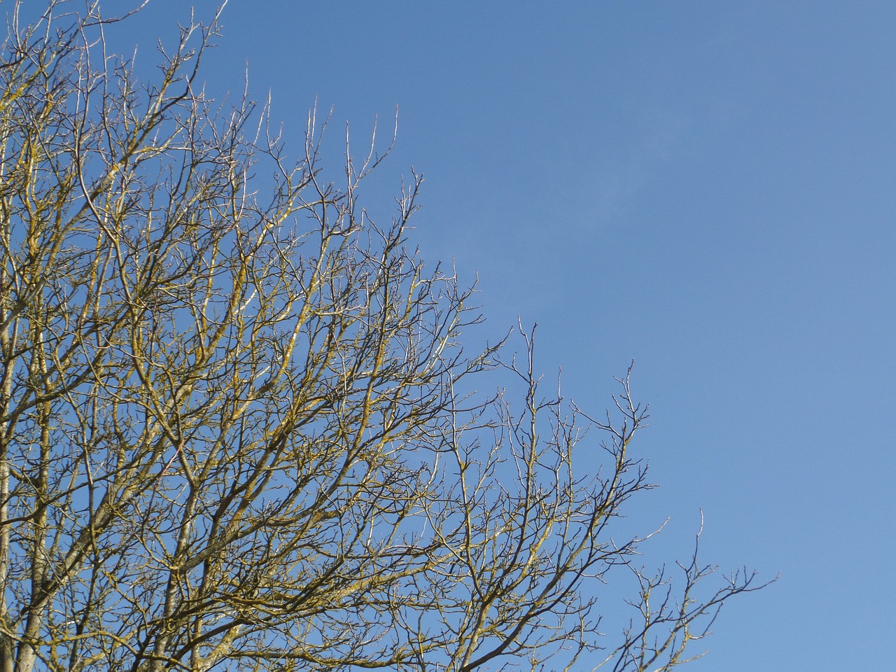 sky blue tree free photo