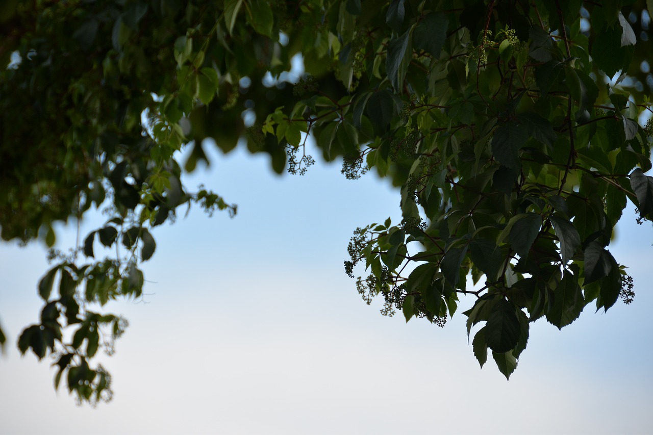 sky green trees free photo