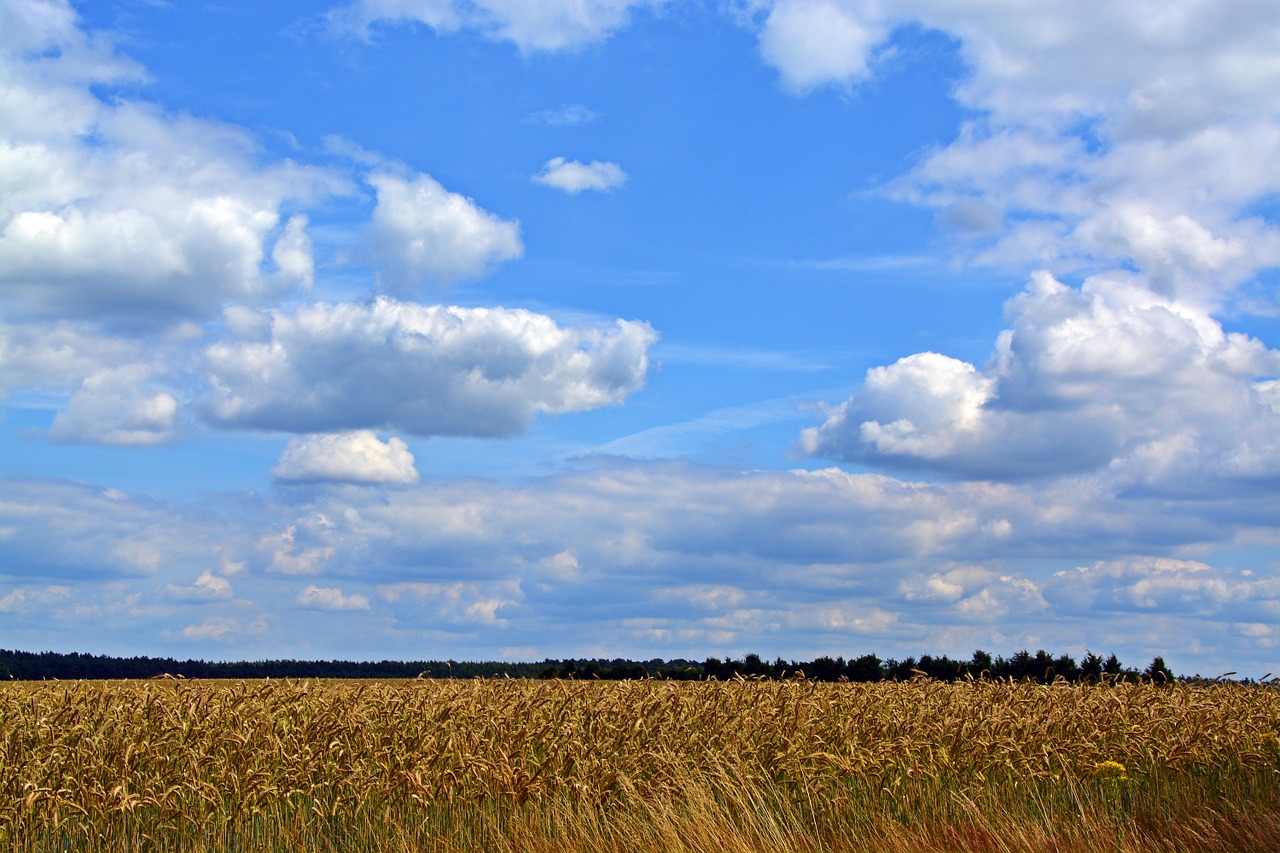 sky clouds cereals free photo