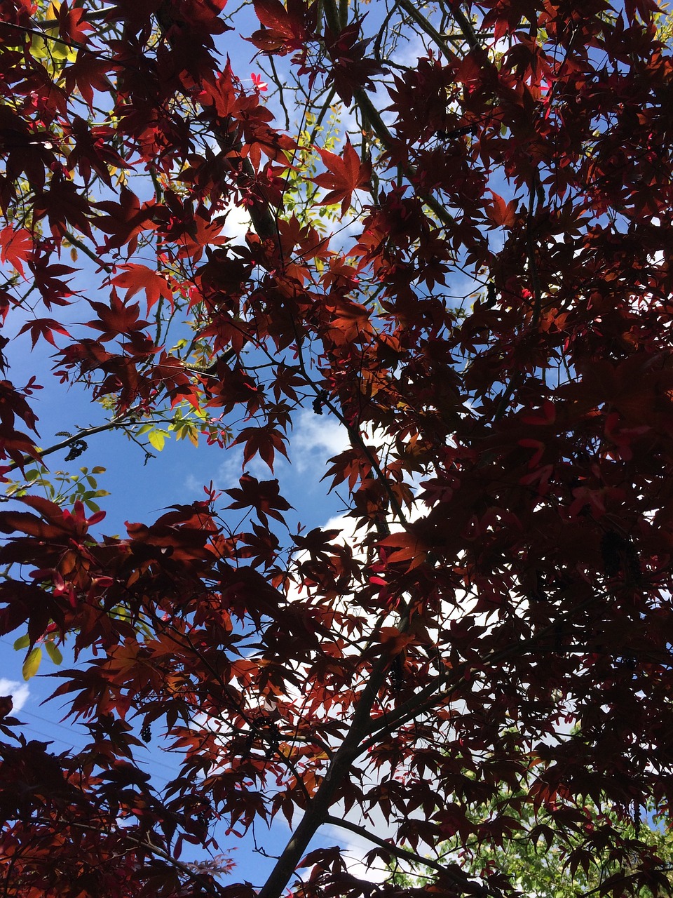 sky maple clouds free photo