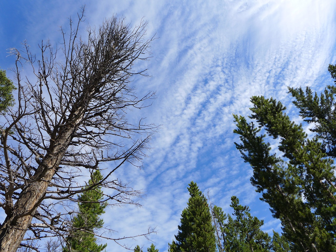 sky trees nature free photo