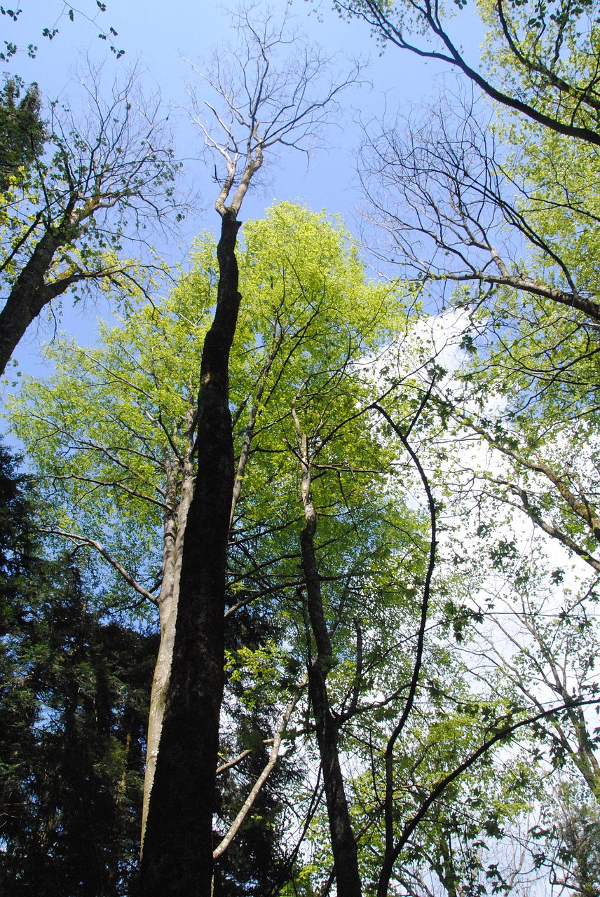 sky nature tree free photo