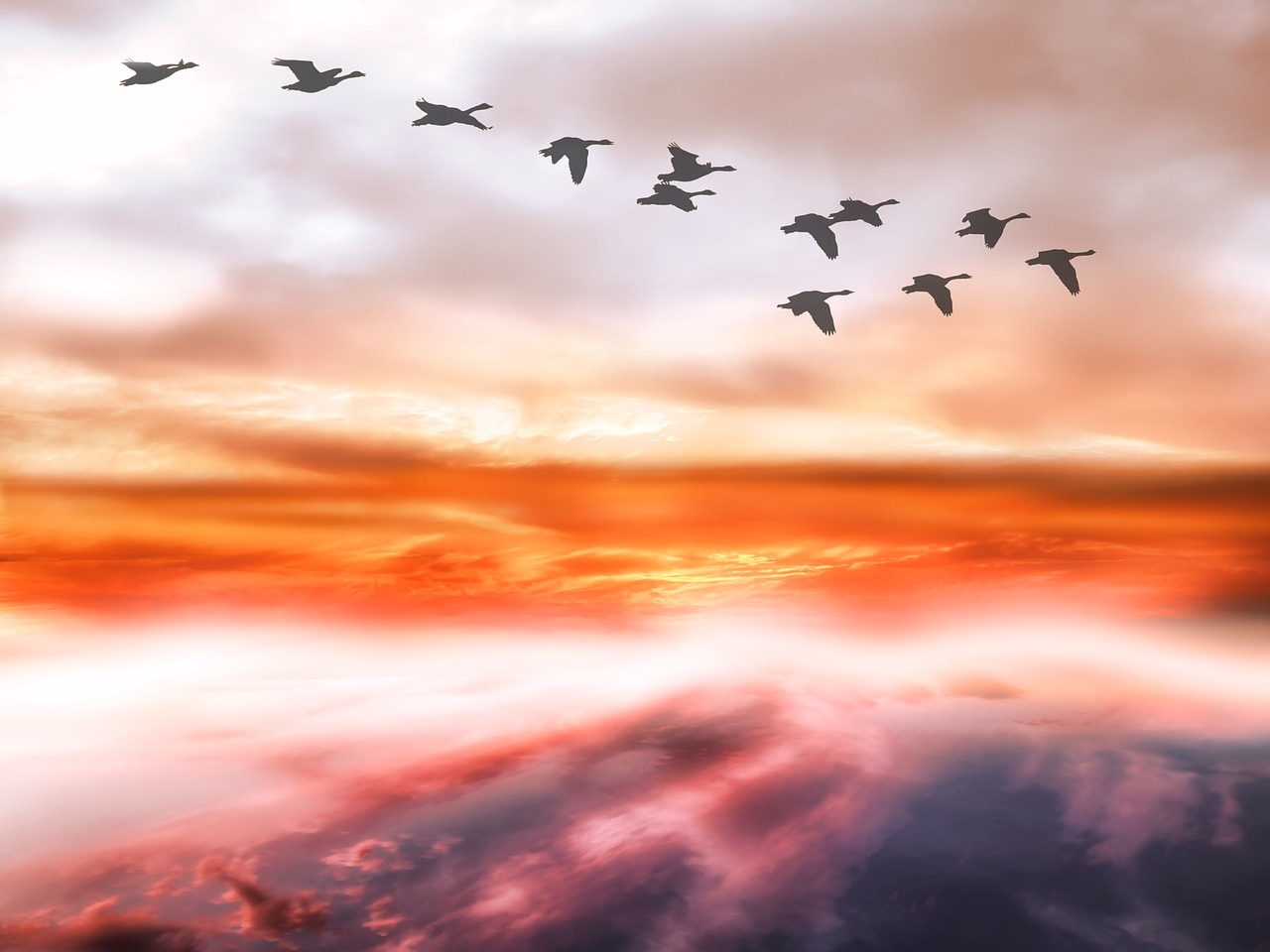 sky clouds geese free photo