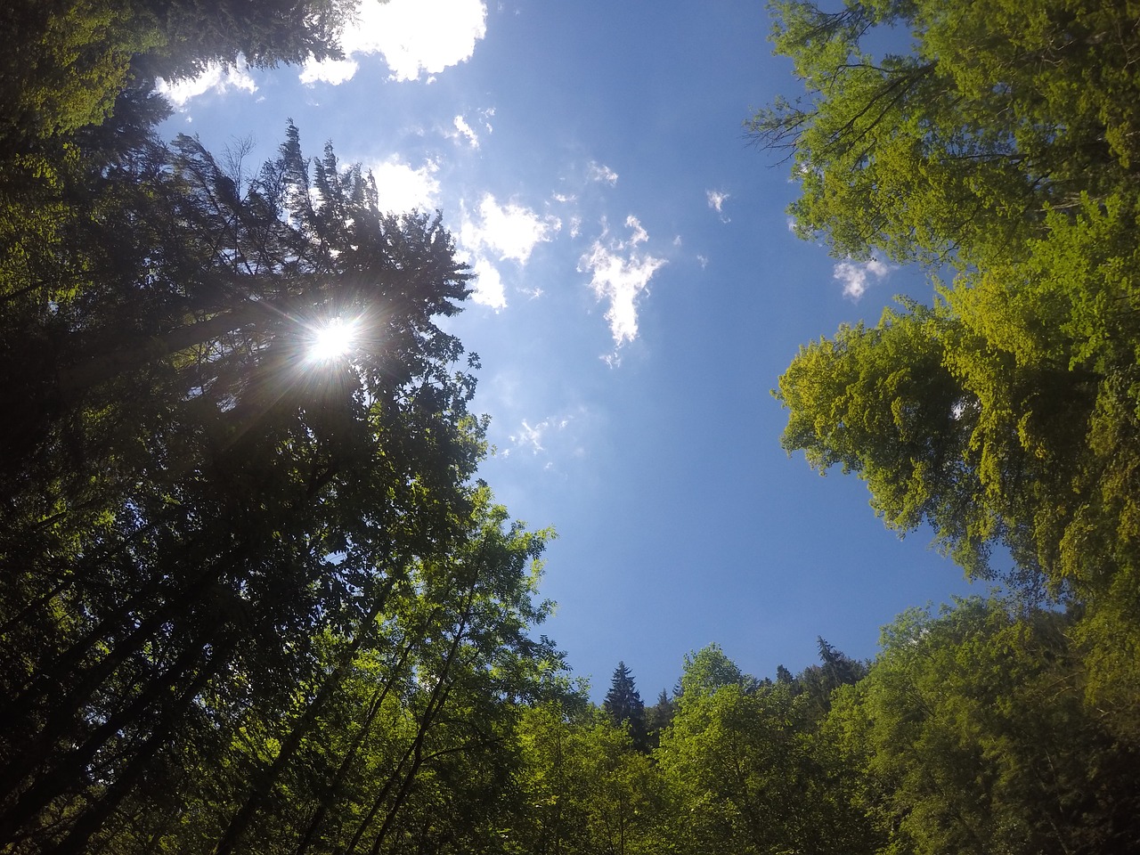 sky forest sunbeam free photo