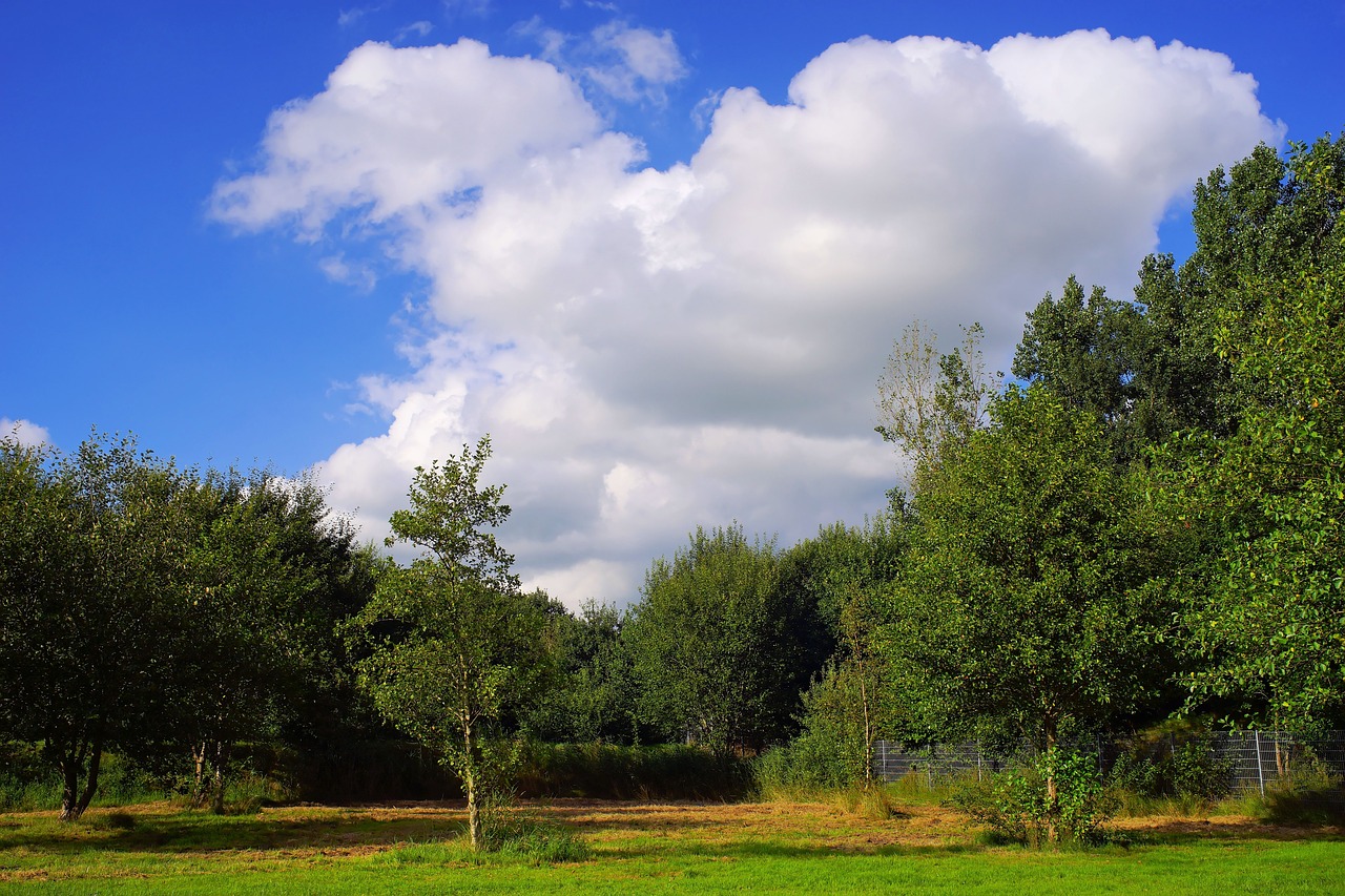 sky trees nature free photo