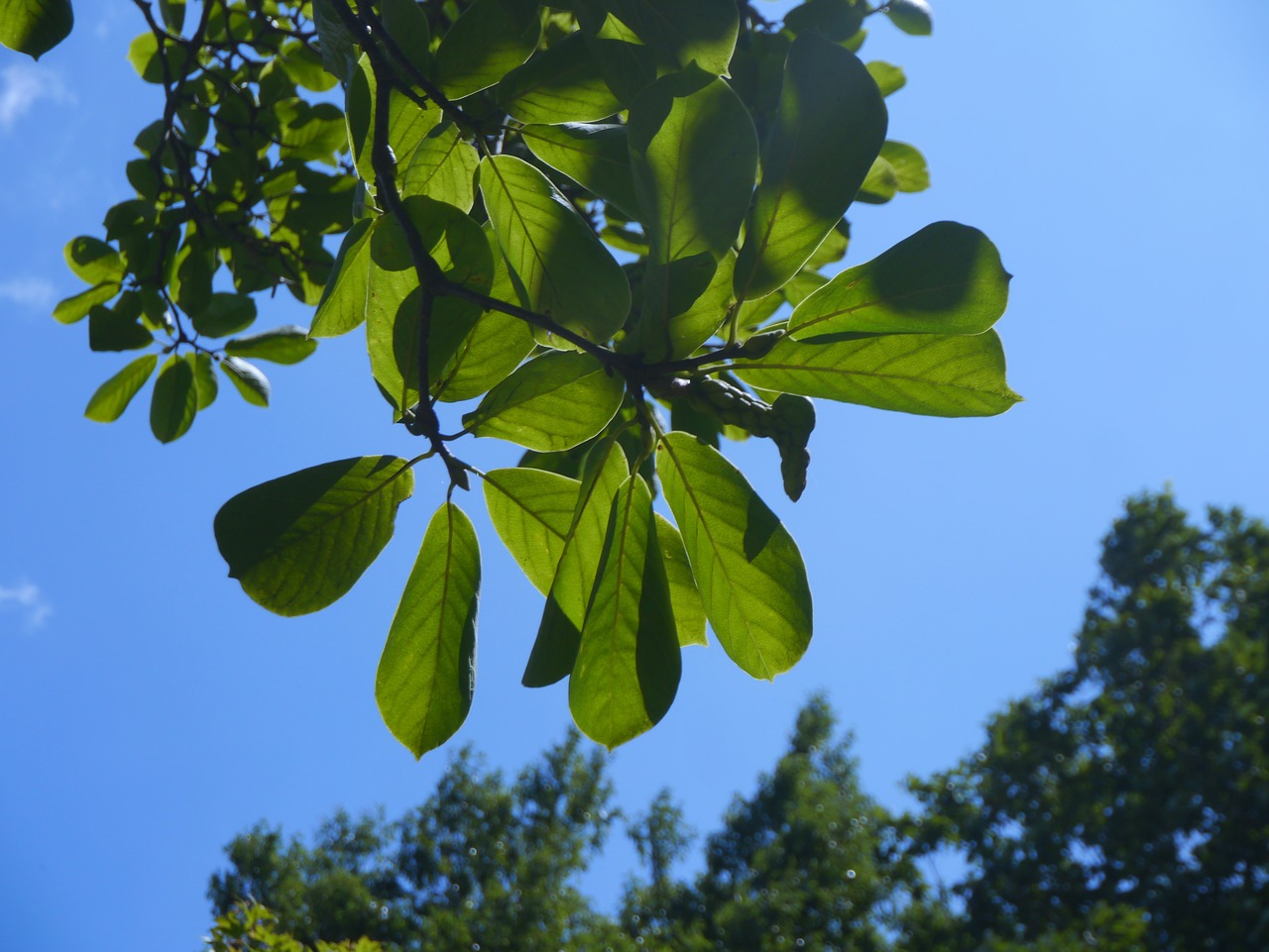 sky cloud wind free photo