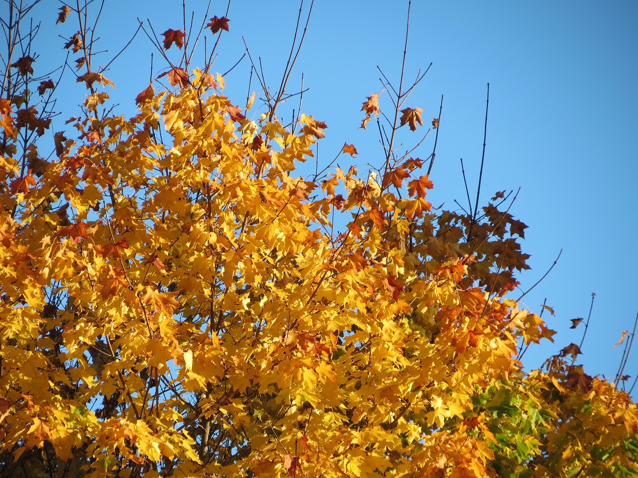 sky blue autumn free photo