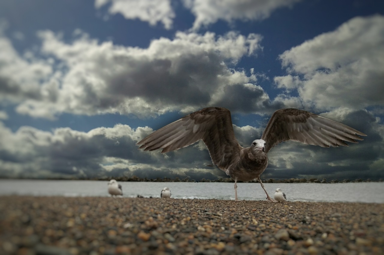 sky cloud wind free photo