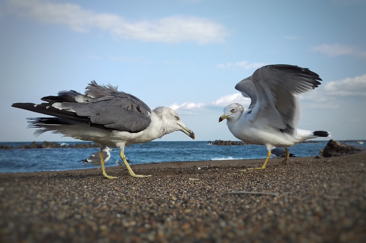 sky sea beach free photo