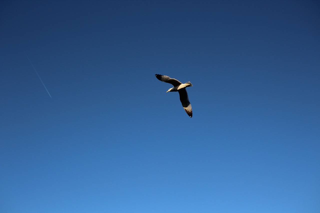 sky bird flying free photo