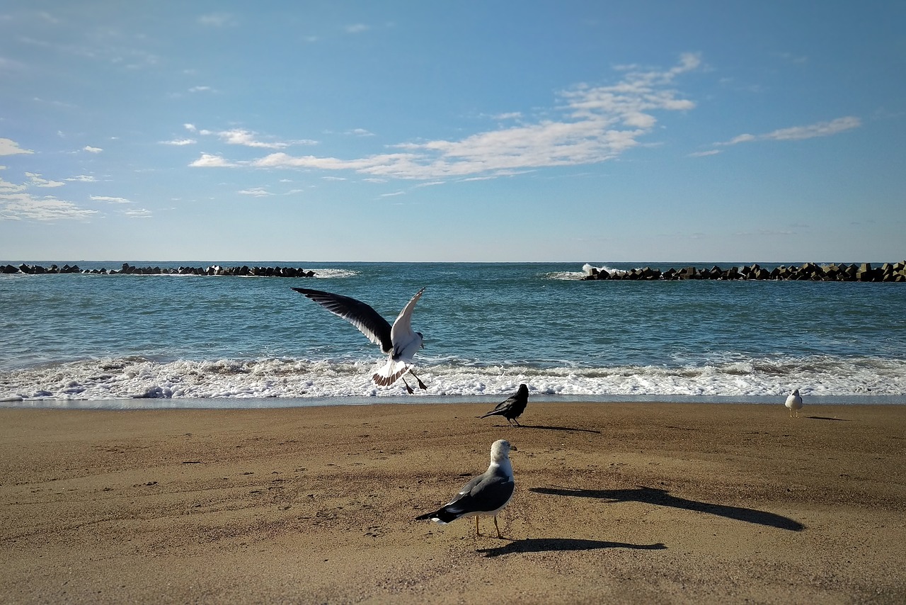 sky cloud sea free photo